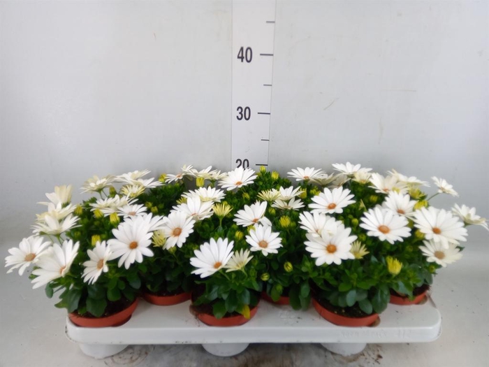 <h4>Osteospermum 'Dalina Clarissa'</h4>
