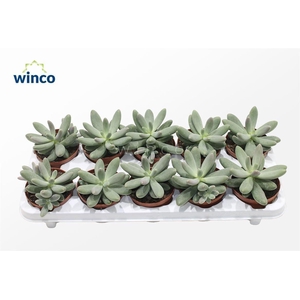 Pachyphytum Diamond
