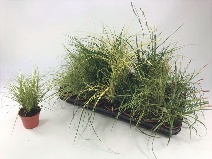 <h4>Carex   ...mix</h4>