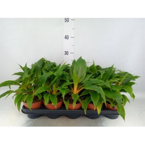 Chlorophytum orchi. 'Green Orange'