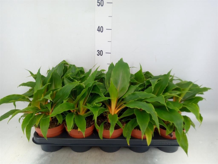 <h4>Chlorophytum orchi. 'Green Orange'</h4>