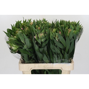 Alstroemeria Astronova Thabit