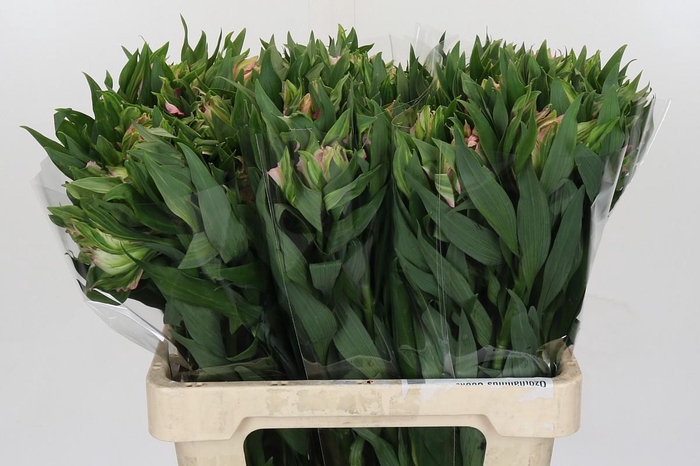 <h4>Alstroemeria Astronova Thabit</h4>