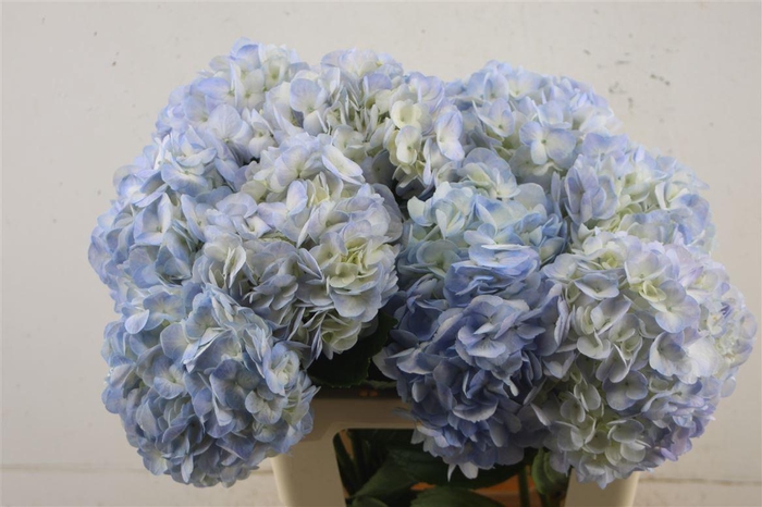 <h4>Hydr. M Vervain Blue 60-17</h4>