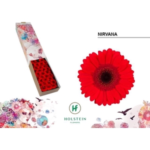 Germini Nirvana Doos