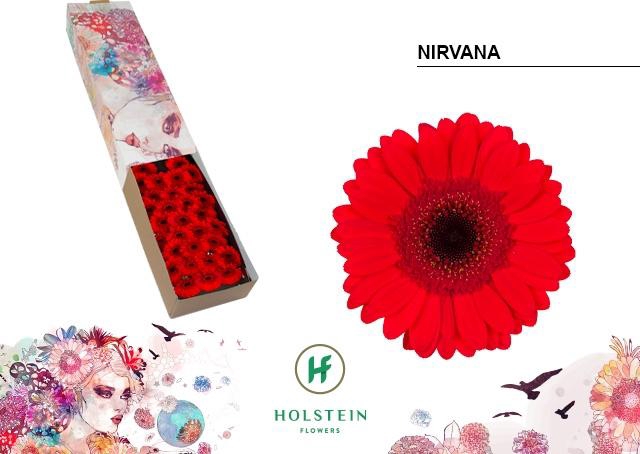 <h4>Germini Nirvana Doos</h4>