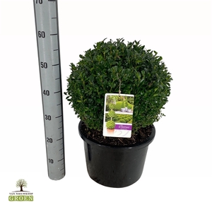 Buxus sempervirens Bol 40