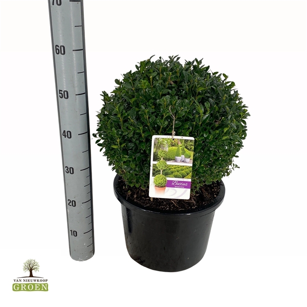 <h4>Buxus sempervirens Bol 40</h4>