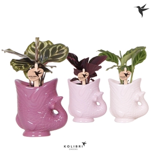 Kolibri Greens Calathea mix in Fish pot lila mix
