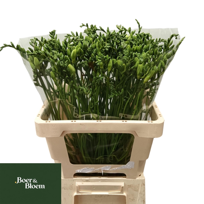 <h4>FR EN CORVETTE</h4>