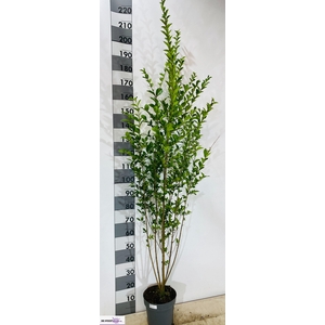 LIGUS OVALIFOLIUM