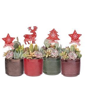 COMPOSITION OF CACTUS AND SUCCULENTS IN BUBBLE CYLINDER Ø12 WITH CHRISTMAS DECORATION - TRAY 4 PCS