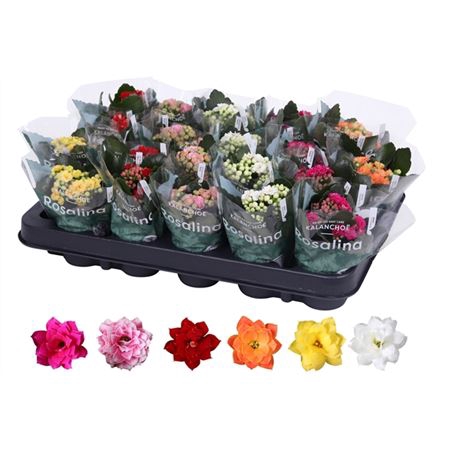 <h4>Kalanchoe Rosalina Mix</h4>
