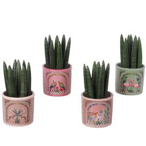 Sansevieria Cylindrica Straight 7 Leaf in Ceramic Pot Animals