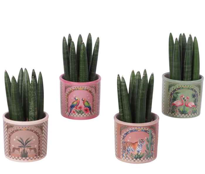 <h4>Sansevieria Cylindrica Straight 7 Leaf in Ceramic Pot Animals</h4>