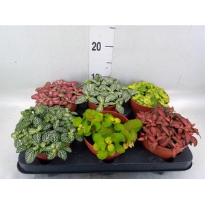 Fittonia   ...mix