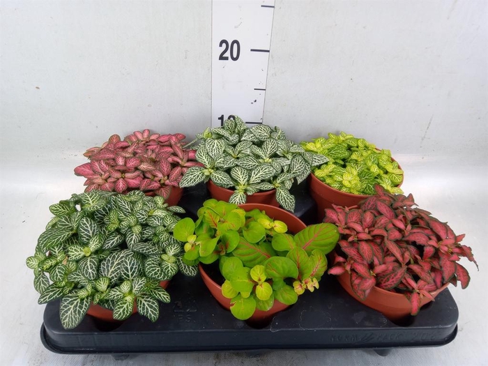 <h4>Fittonia ...mix</h4>