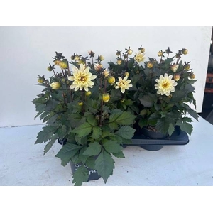 DAHL D TEMP CREAM WH