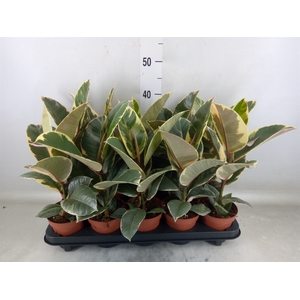Ficus elastica 'Tineke'