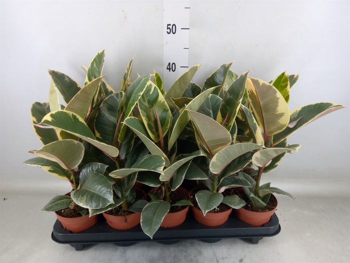 <h4>Ficus elastica 'Tineke'</h4>
