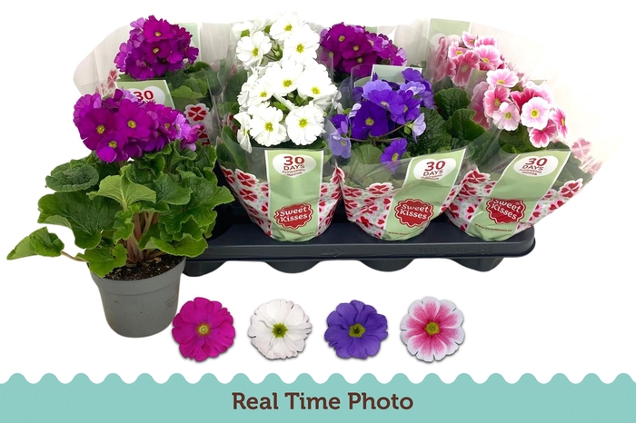 <h4>Prim Ob Tm Gem</h4>