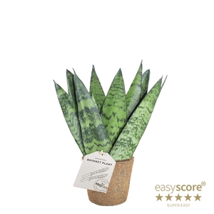 SANSEVIERIA TRIFASCIATA P9 ZEYLANICA COCOZ