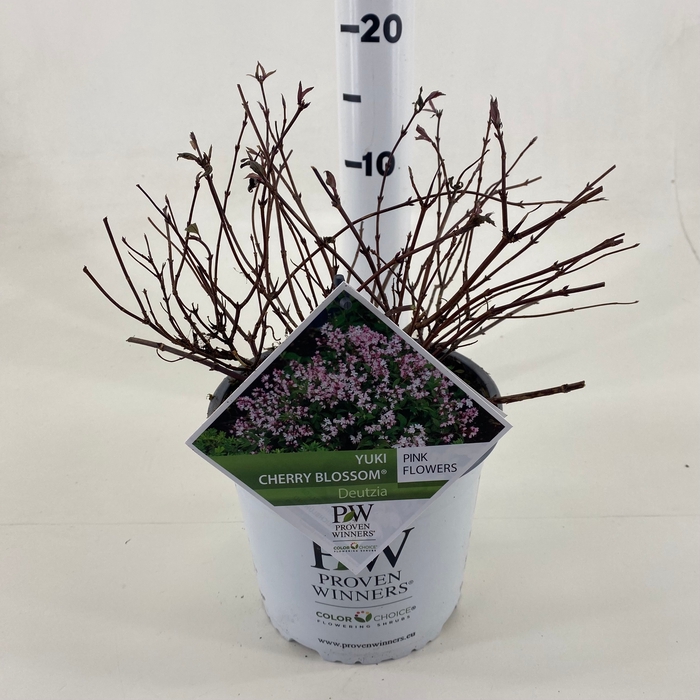 <h4>Deutzia Yuki 'Cherry Blossom' ® C3</h4>