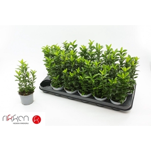 EUONYMUS JA GR SPIRE