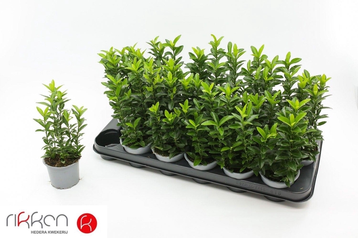 <h4>EUONYMUS JA GR SPIRE</h4>