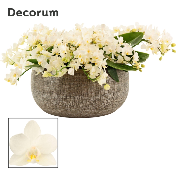 <h4>Bianca table 12+ tak symphony Whitney (Deco-collection)</h4>