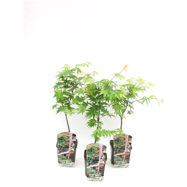 <h4>Acer palmatum 'Osakazuki' P19</h4>