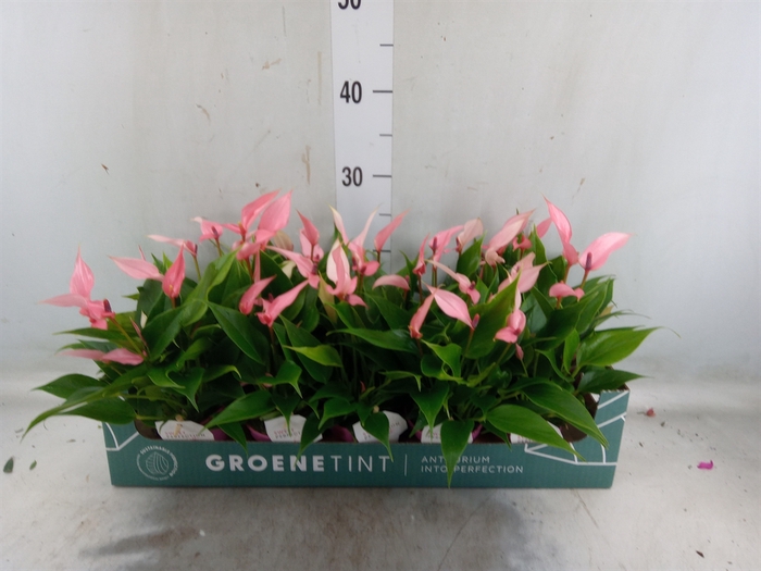 <h4>Anthurium andr. 'Lilli'</h4>