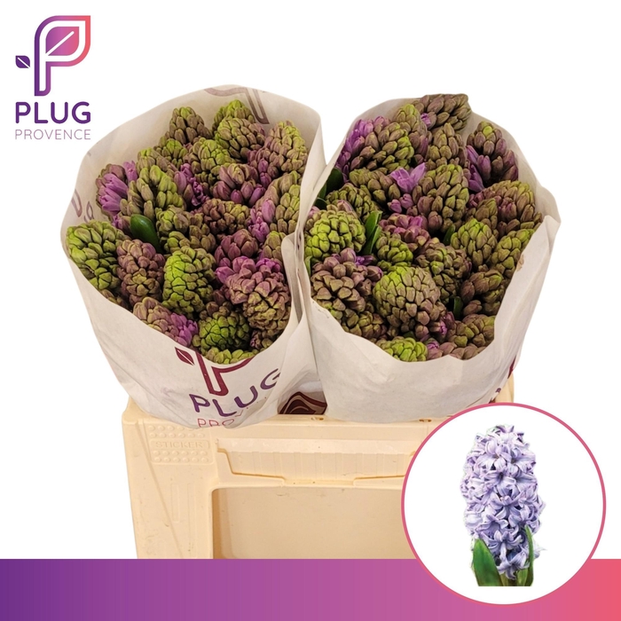 <h4>HYAC PURPLE STAR</h4>