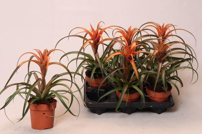 <h4>TILL CA HERMOSA</h4>