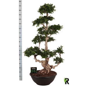 Ficus microcarpa 'Ginseng'