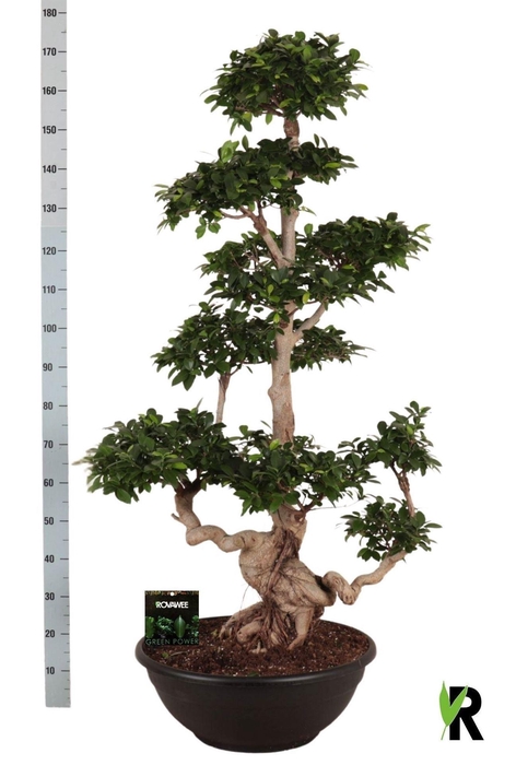 <h4>Ficus microcarpa 'Ginseng'</h4>