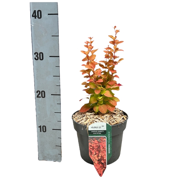 <h4>Berberis thunbergii 'Orange Ice'</h4>