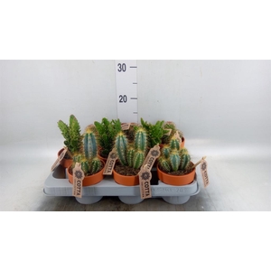 Cactus   ...mix
