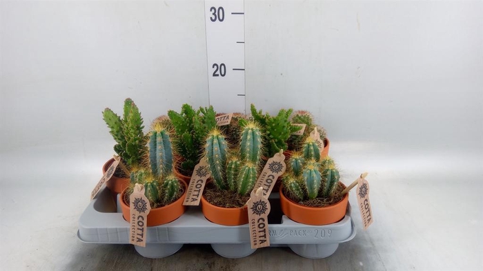 <h4>Cactus   ...mix</h4>
