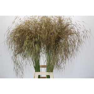 Stipa Gigantea