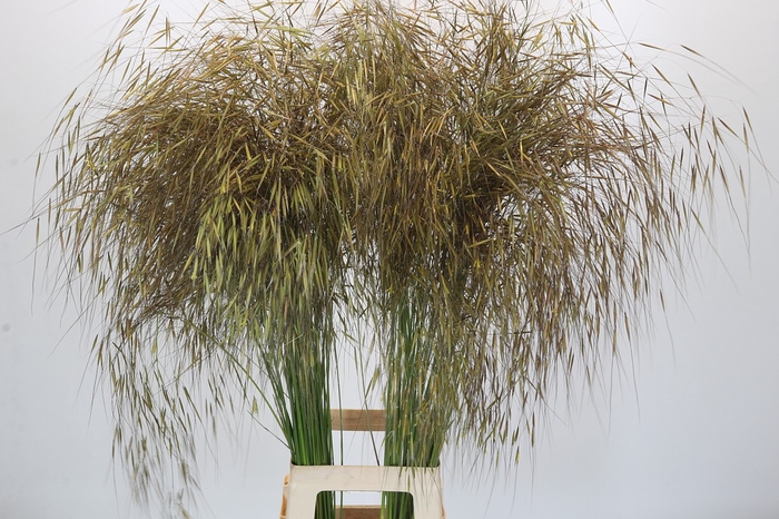 <h4>Stipa Gigantea</h4>