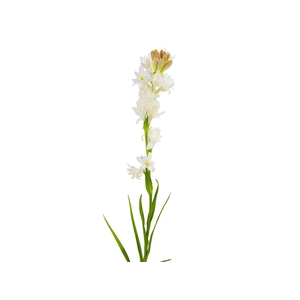 ANGELICA 070 CM