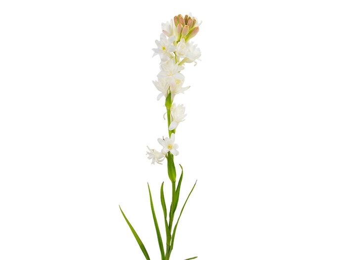 ANGELICA 060 CM