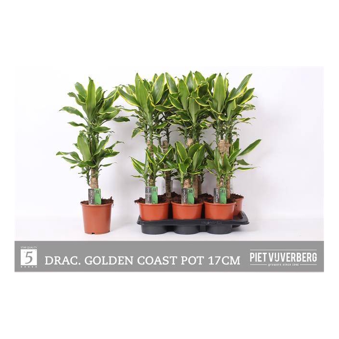 <h4>Dracaena fragrans Golden Coast 17Ø 75cm 2pp</h4>