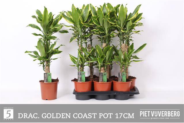 Dracaena fragrans Golden Coast 17Ø 75cm 2ppu