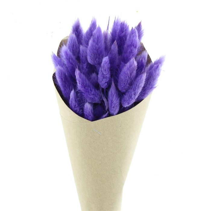 Dried Lagurus Bleached Lavendel Bs