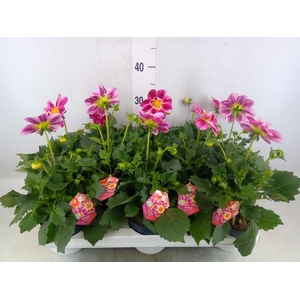 Dahlia  'Summerbees Purple Bicolor'