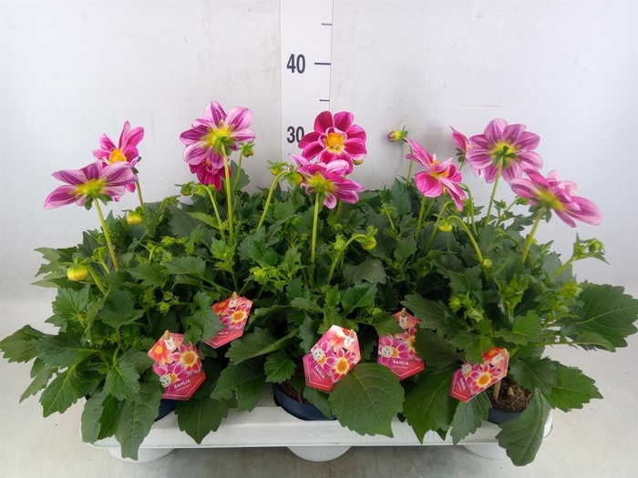 Dahlia  'Summerbees Purple Bicolor'