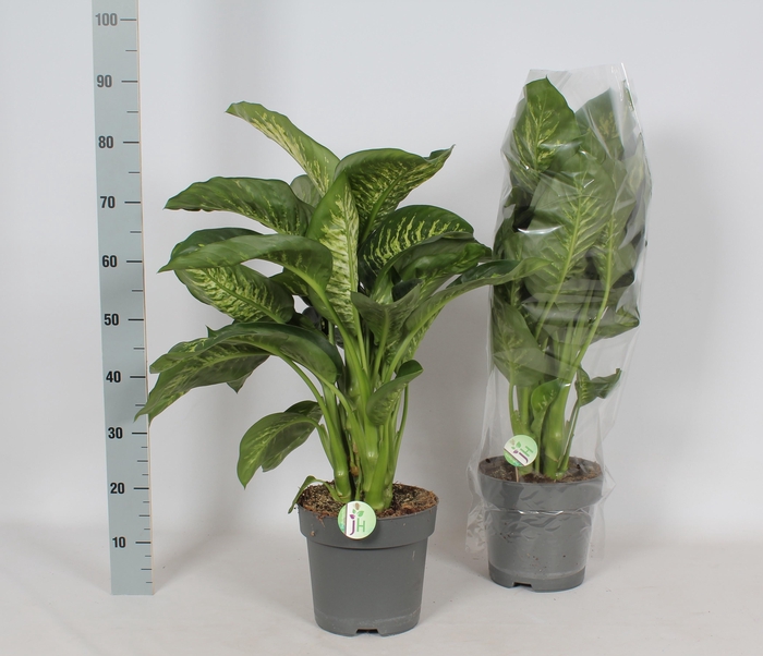 <h4>DIEFF SE REEVA</h4>