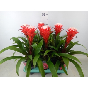 Guzmania  'Hope'
